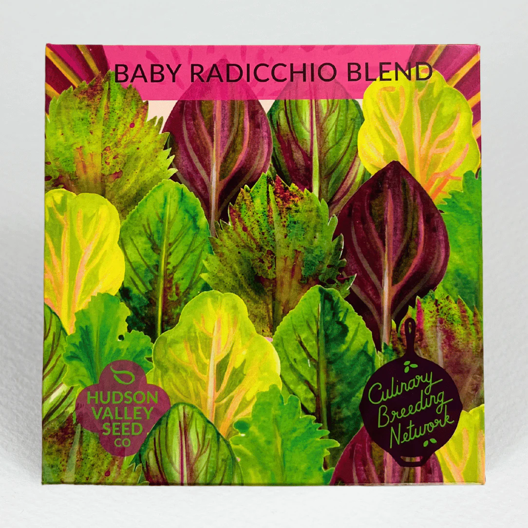 HV Baby Radicchio